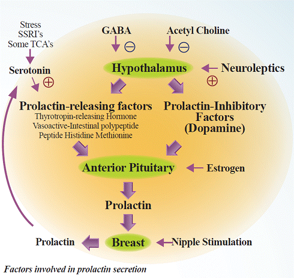 prolactin hormone function